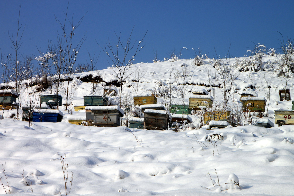 apiary-in-snow